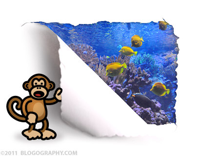 Bad Monkey Looks at a Fish Tank