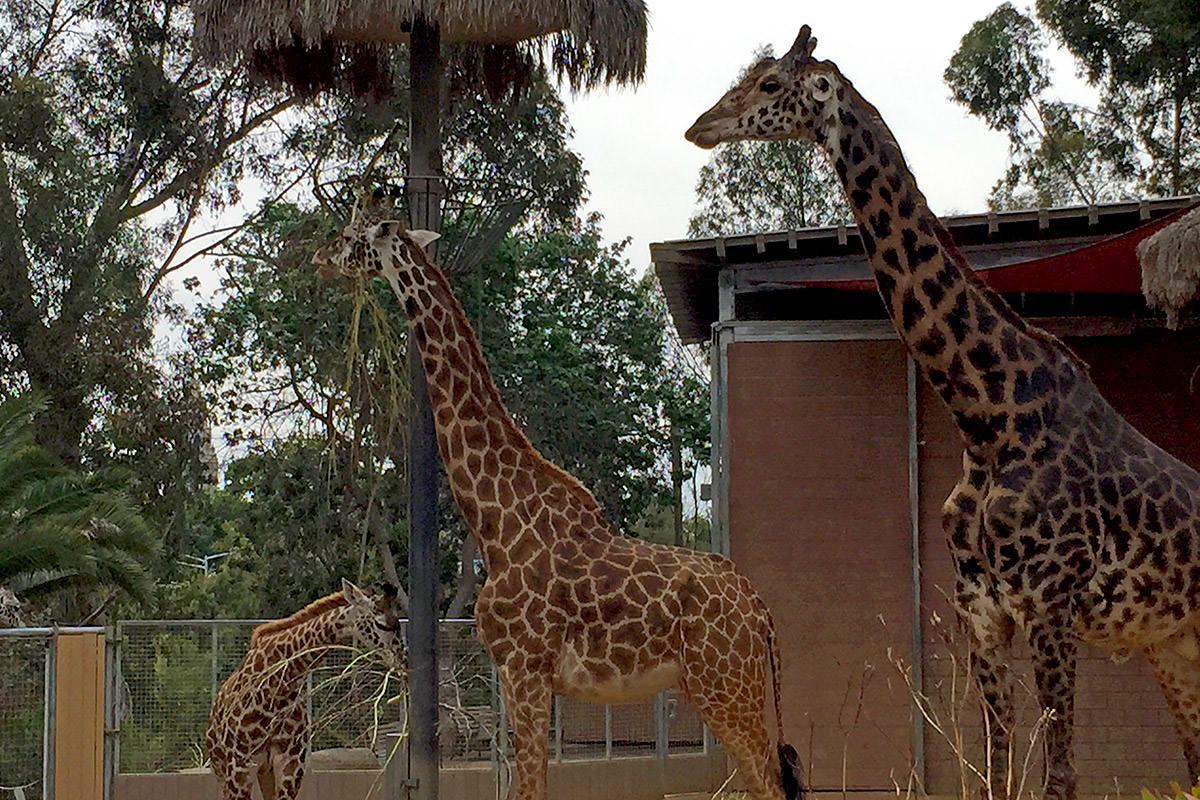 San Diego Zoo Giraffes