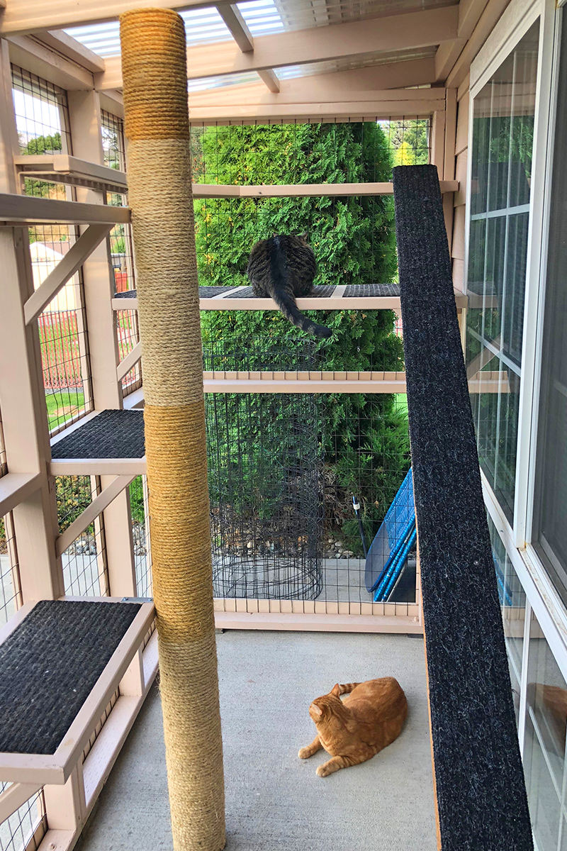 Cats in the Catio in the Daytime