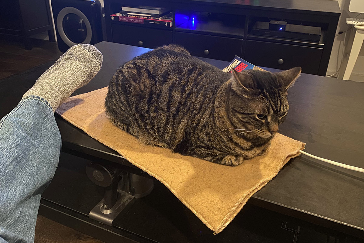 Jake has stolen my heating pad.