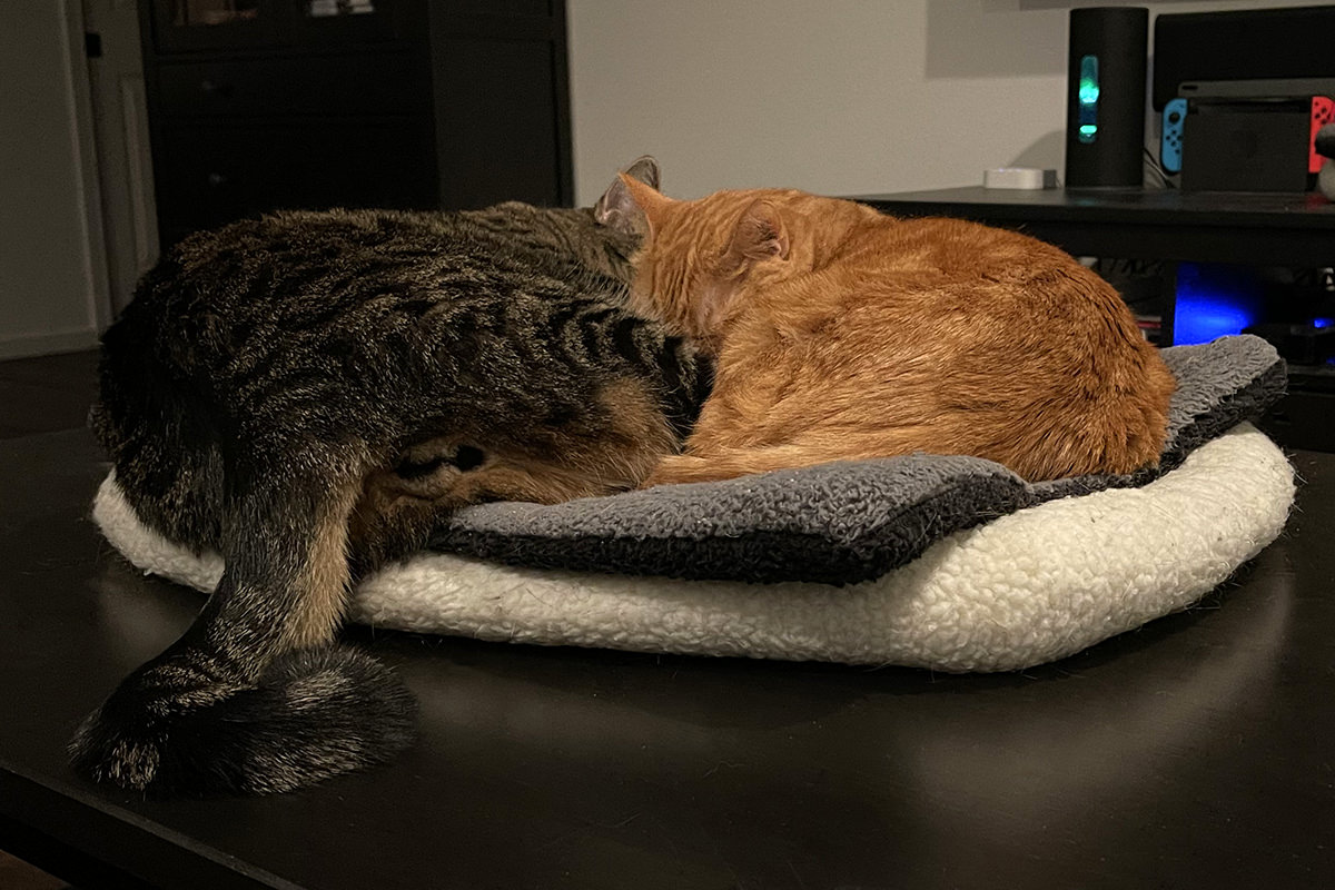 Jake and Jenny sleeping together in a kitty bed.