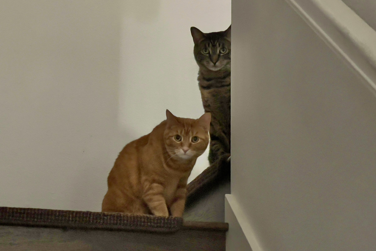 Jake and Jenny peer cautiously down the stairwell.