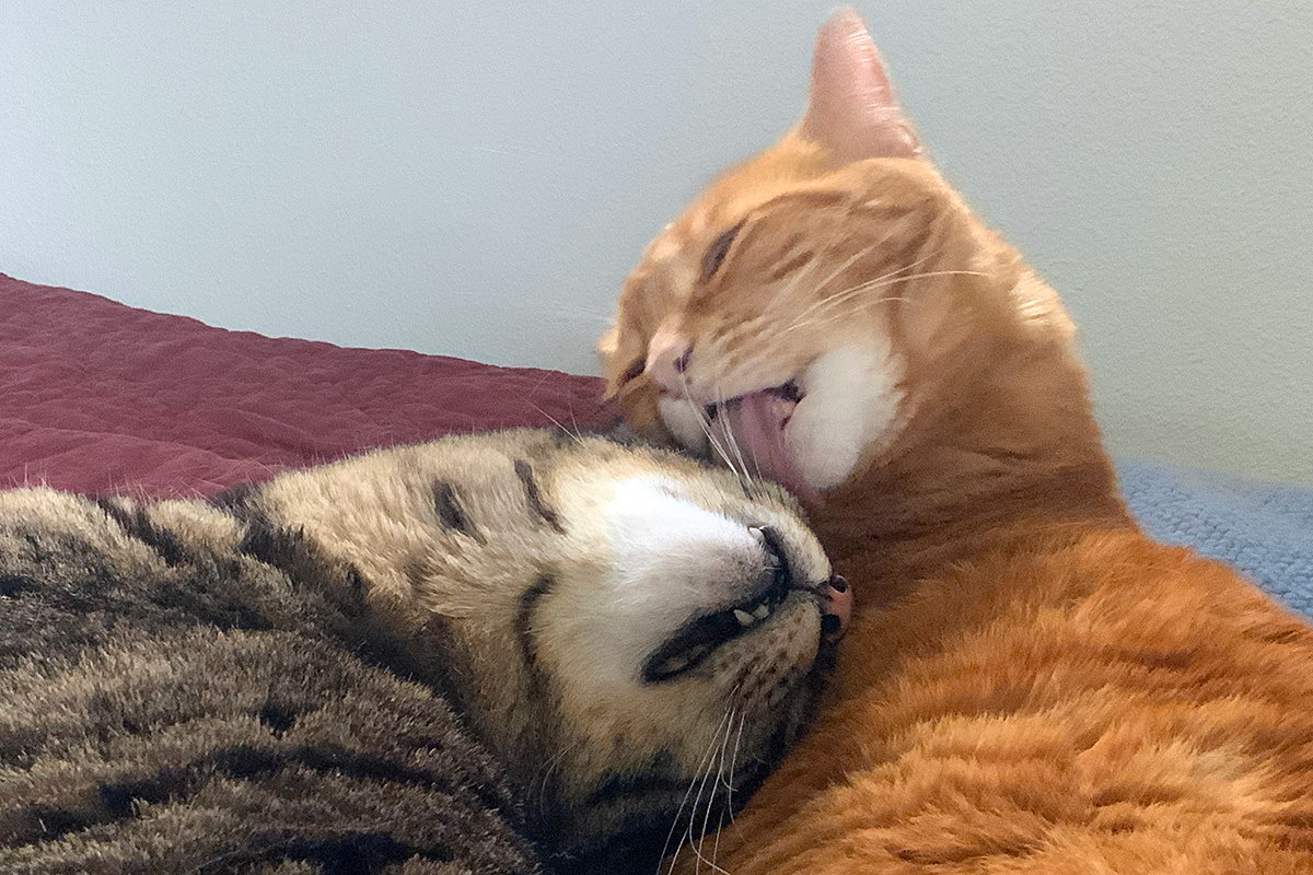 Jenny licking Jake's head.