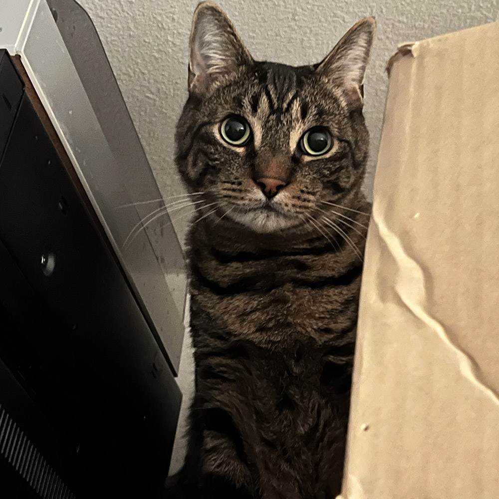 Jake hiding between boxes in the closet.