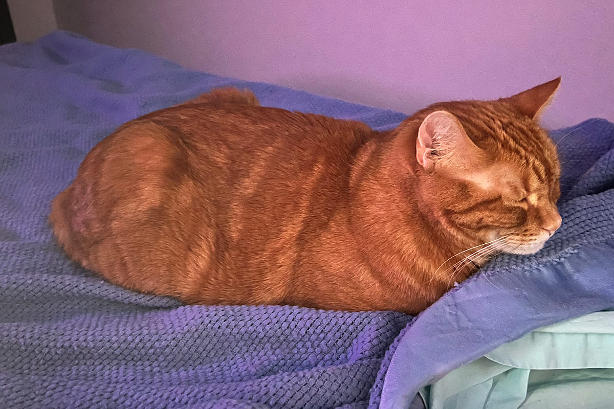 Jenny laying down on my bed looking like a little potato with no legs.