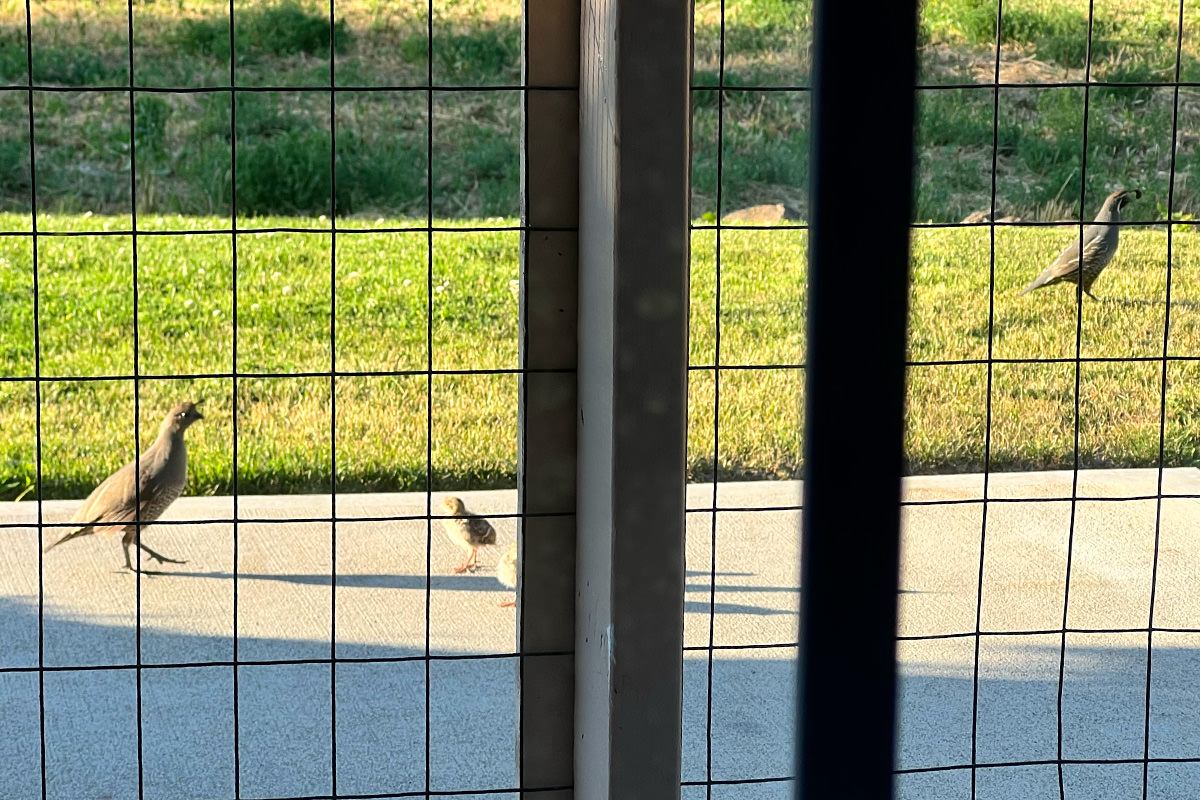 A mom, dad, and two quail chicks.