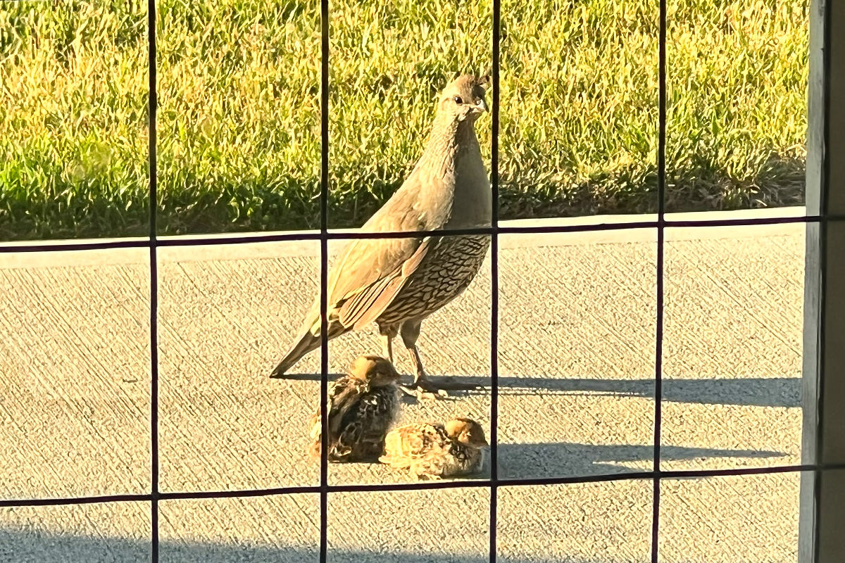 Mom with her two quail chicks.