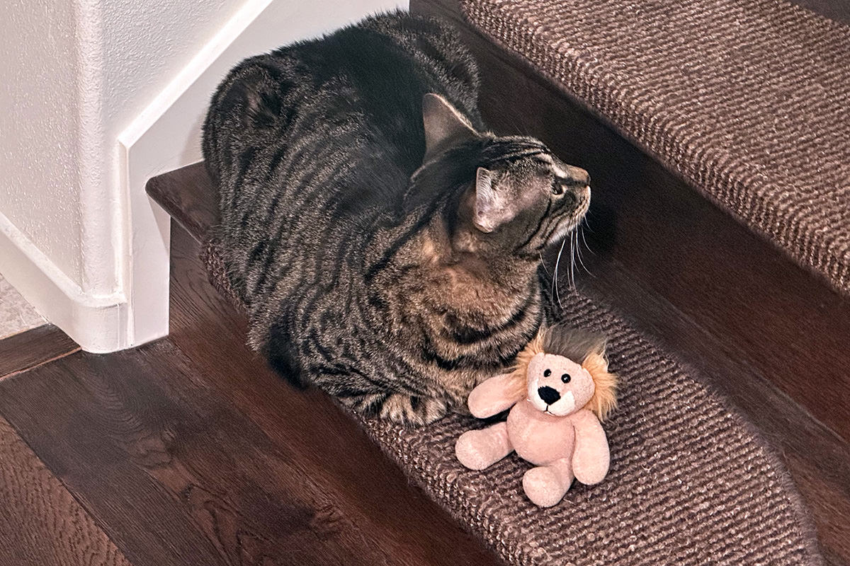 Jake on the stairs with Mufasa.