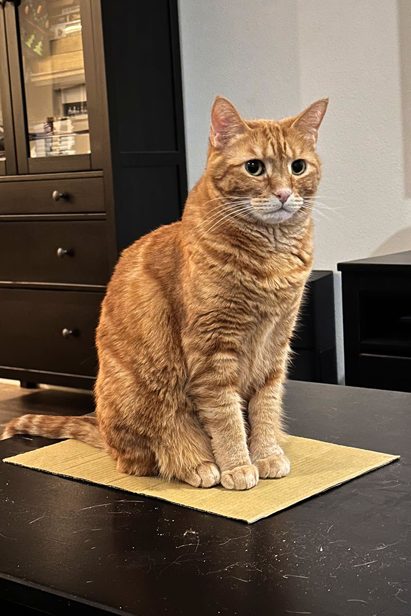 Jenny sitting all prim and proper on a cardboard square.