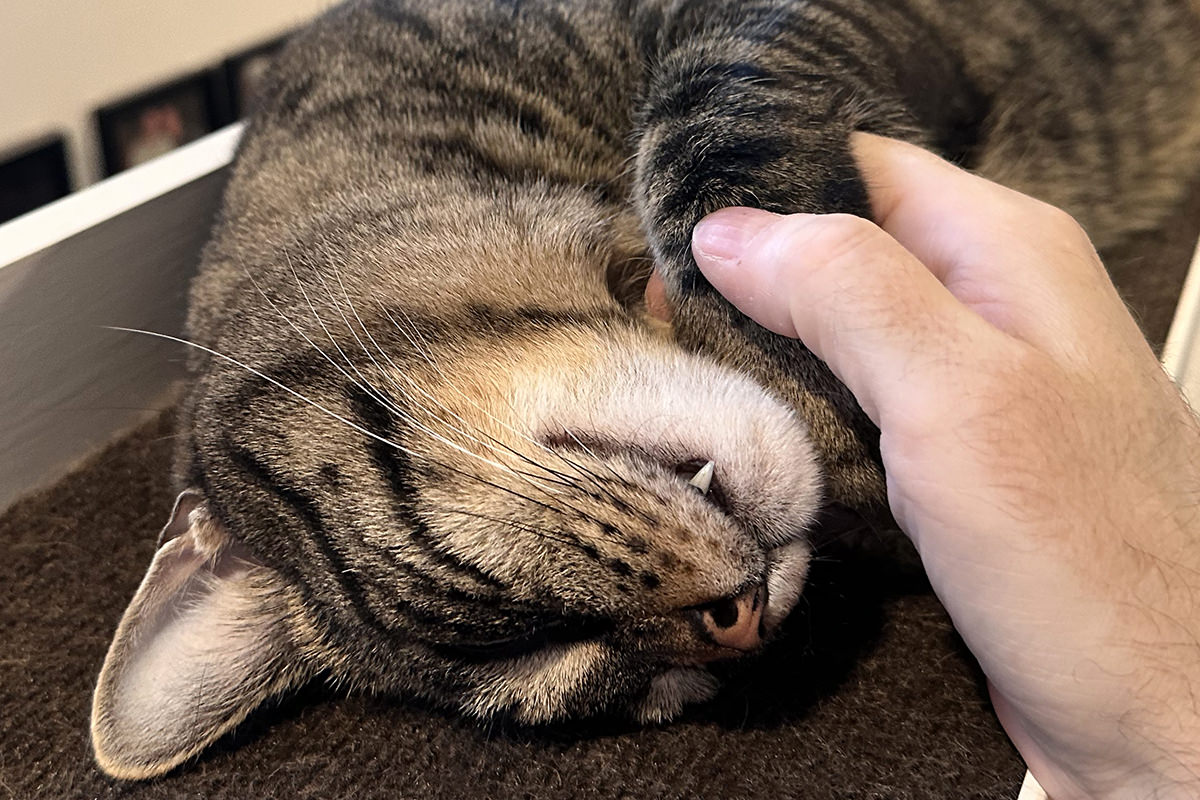 Jake falling asleep while getting a paw massage.