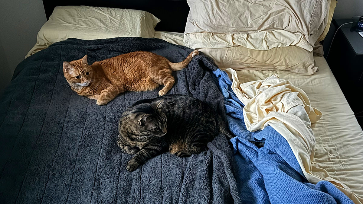 Cats taking up most of the bed.