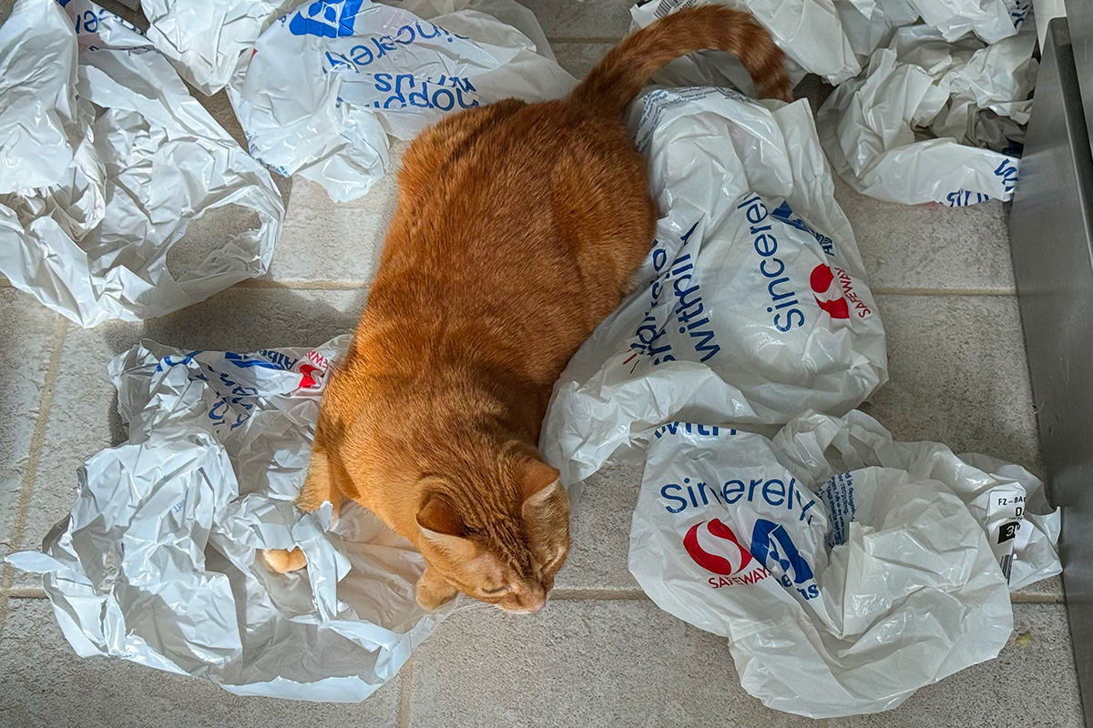 Jenny sitting in grocery bags