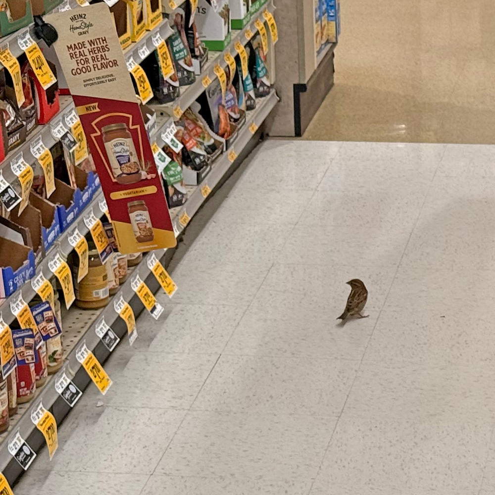 A bird shopping for groceries.