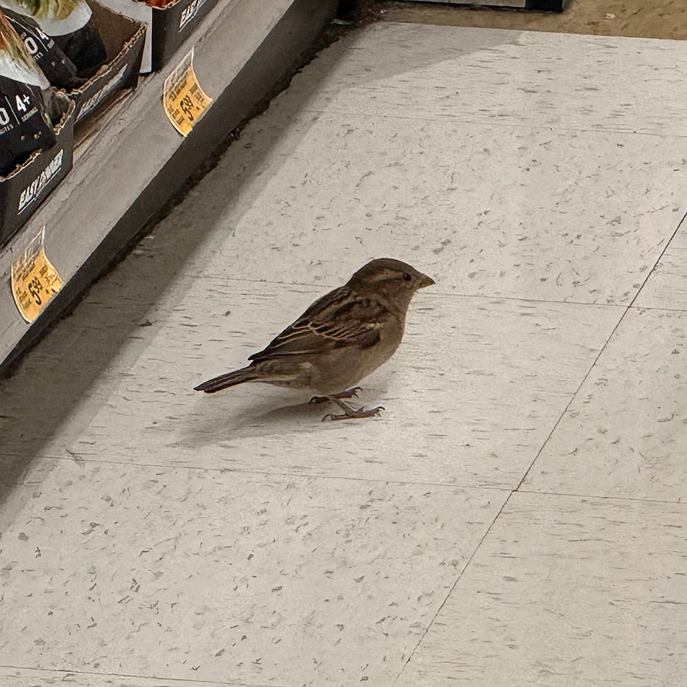 A bird shopping for groceries.