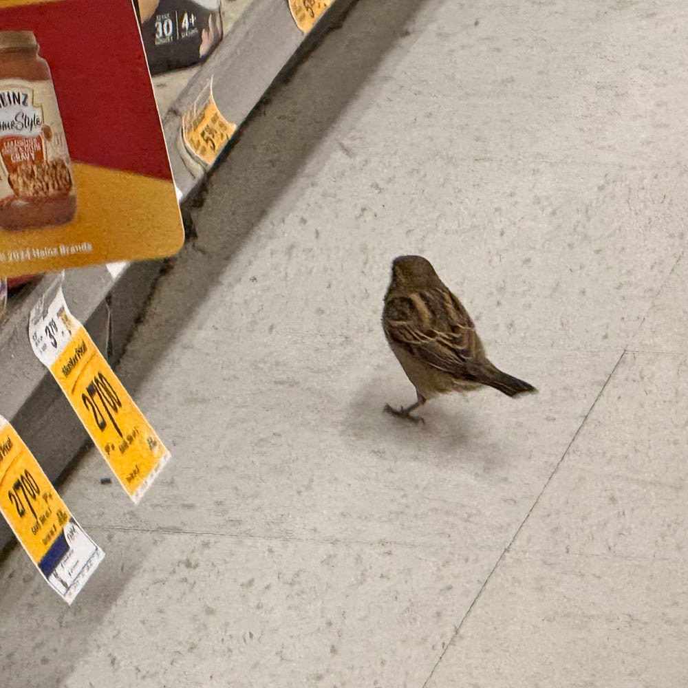 A bird shopping for groceries.