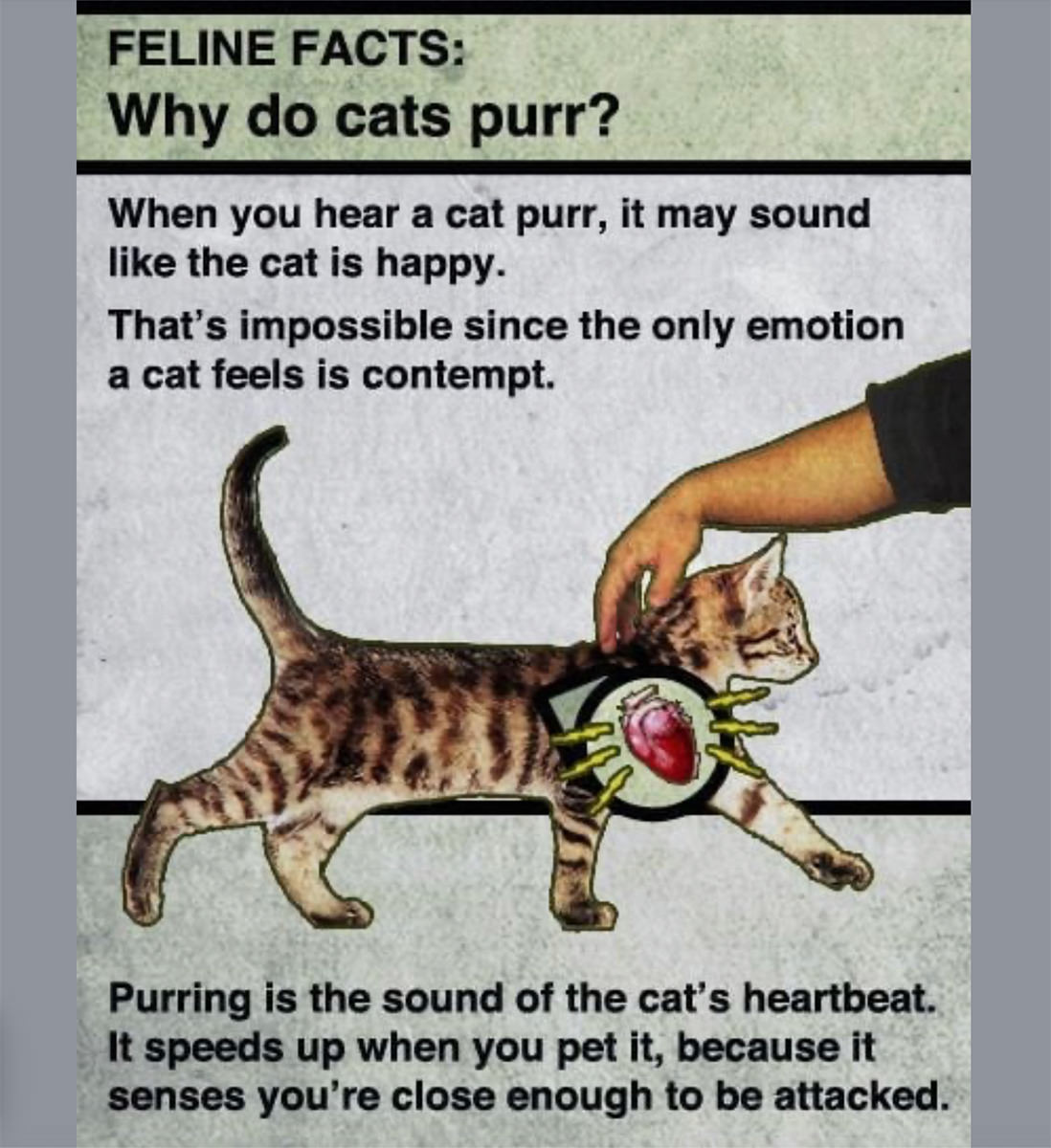 Facebook: FELINE FACTS: Why do cats purr?
When you hear a cat purr, it may sound like the cat is happy.
That's impossible since the only emotion a cat feels is contempt. Purring is the sound of the cat's heartbeat. It speeds up when you pet it, because it senses you're close enough to be attacked.