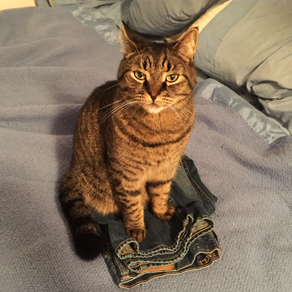 Spanky is sitting on top of a pair of jeans on my bed.