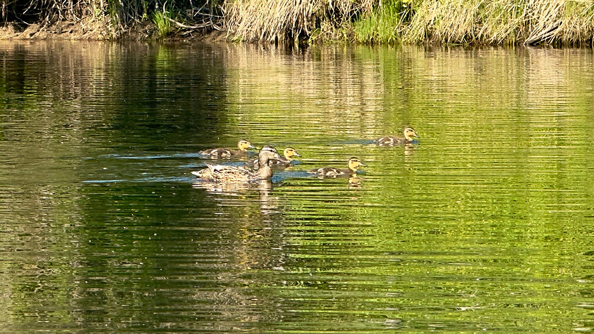 Mom and Baby Ducks