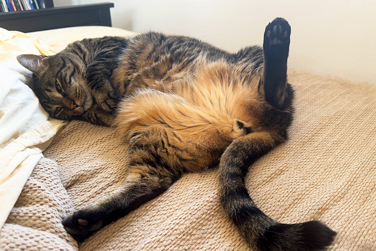 Jake laying down on my bed, spread-eagle.