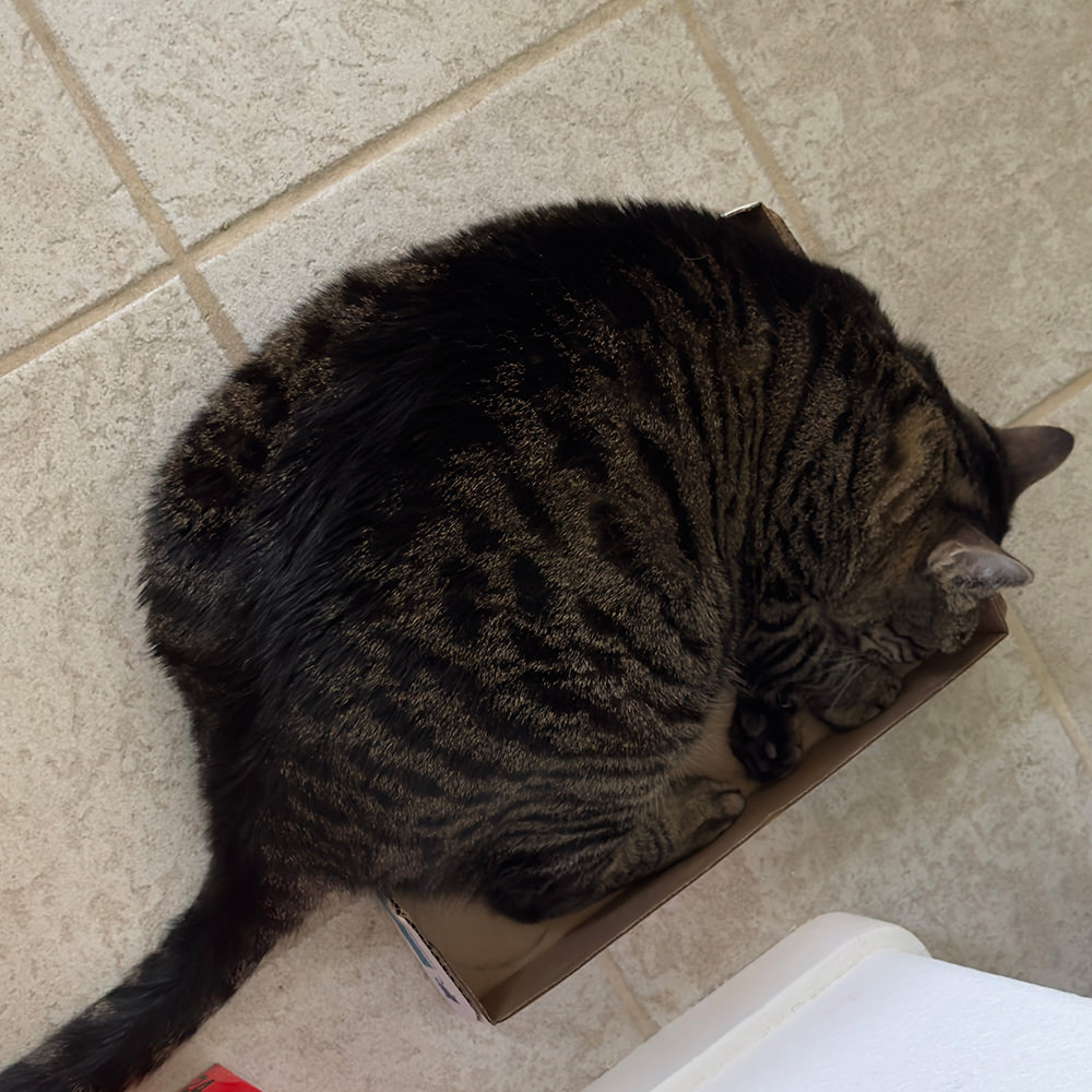 Jake trying to fit in a box.