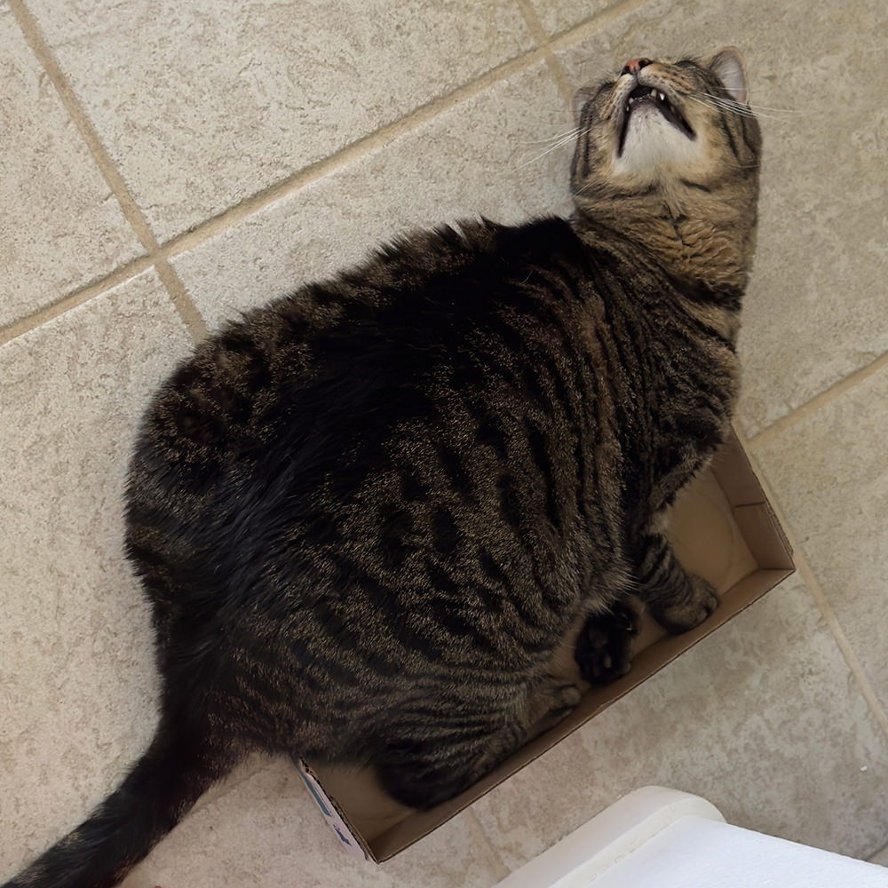 Jake trying to fit in a box.