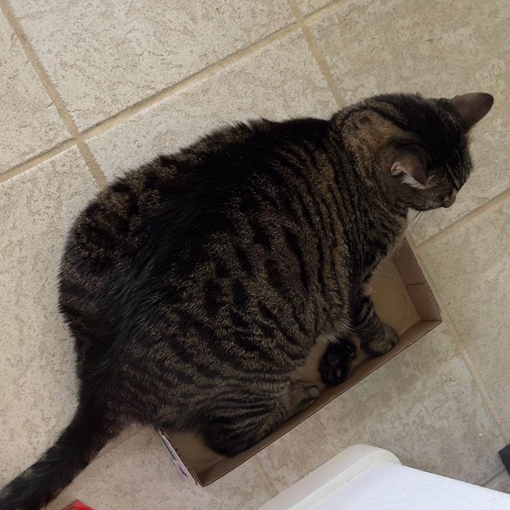 Jake trying to fit in a box.