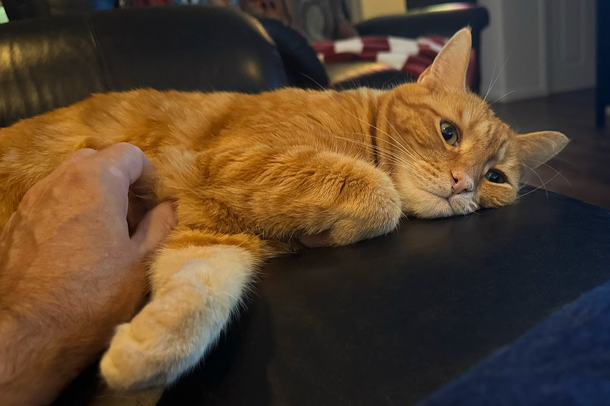 Jenny laying down next to me staring off into space while getting belly rubs.