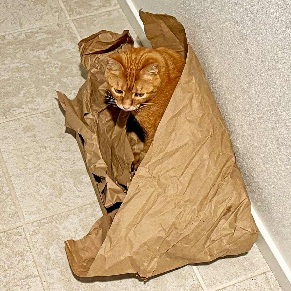 Jenny crawling in the paper of my recycle pile.