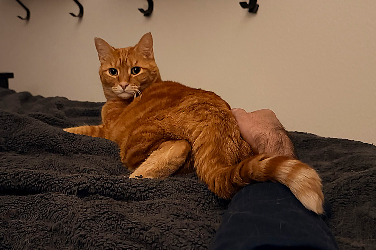 Jenny splooted on the bed as she looks back at me frustrated because I don't pet her majesty correctly.