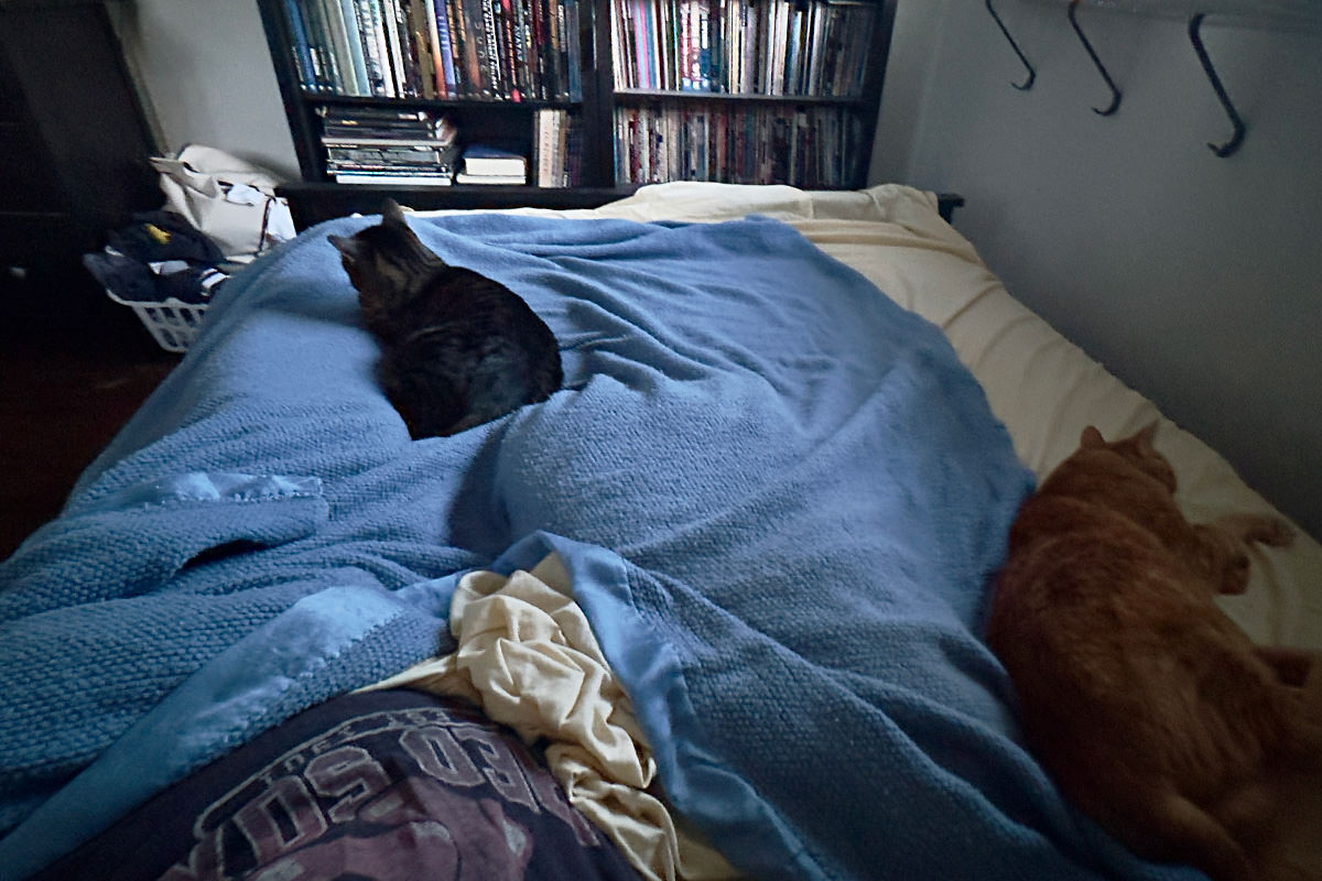My cats taking all my bed from me.