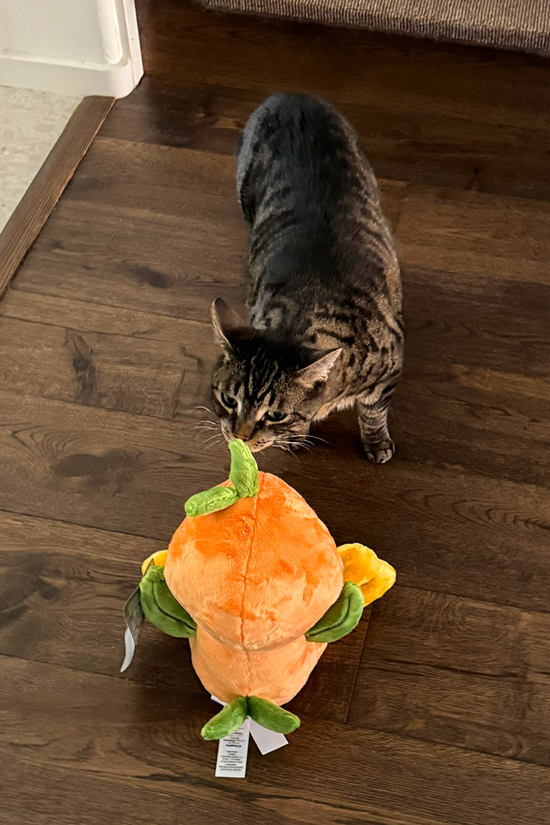 Jake sniffing Orange Bird...