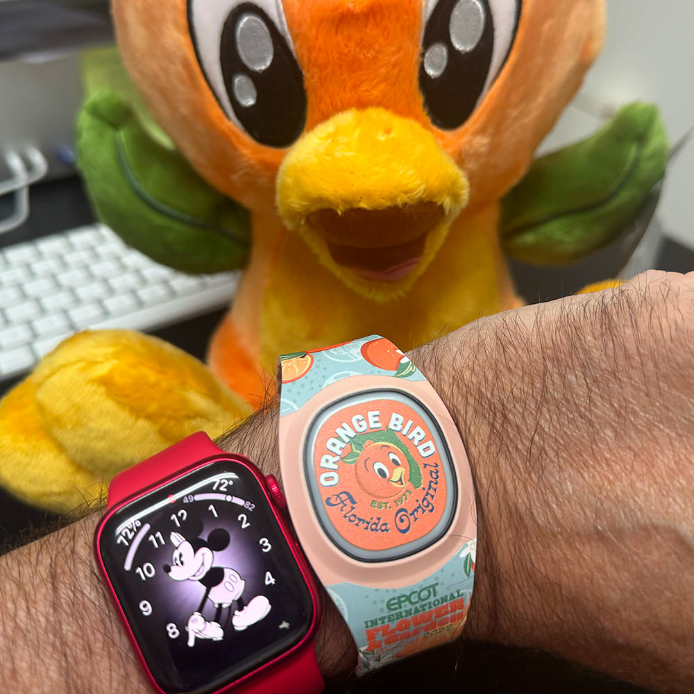 Wearing an Apple Watch in Mickey Mouse mode with an Orange Bird MagicBand+