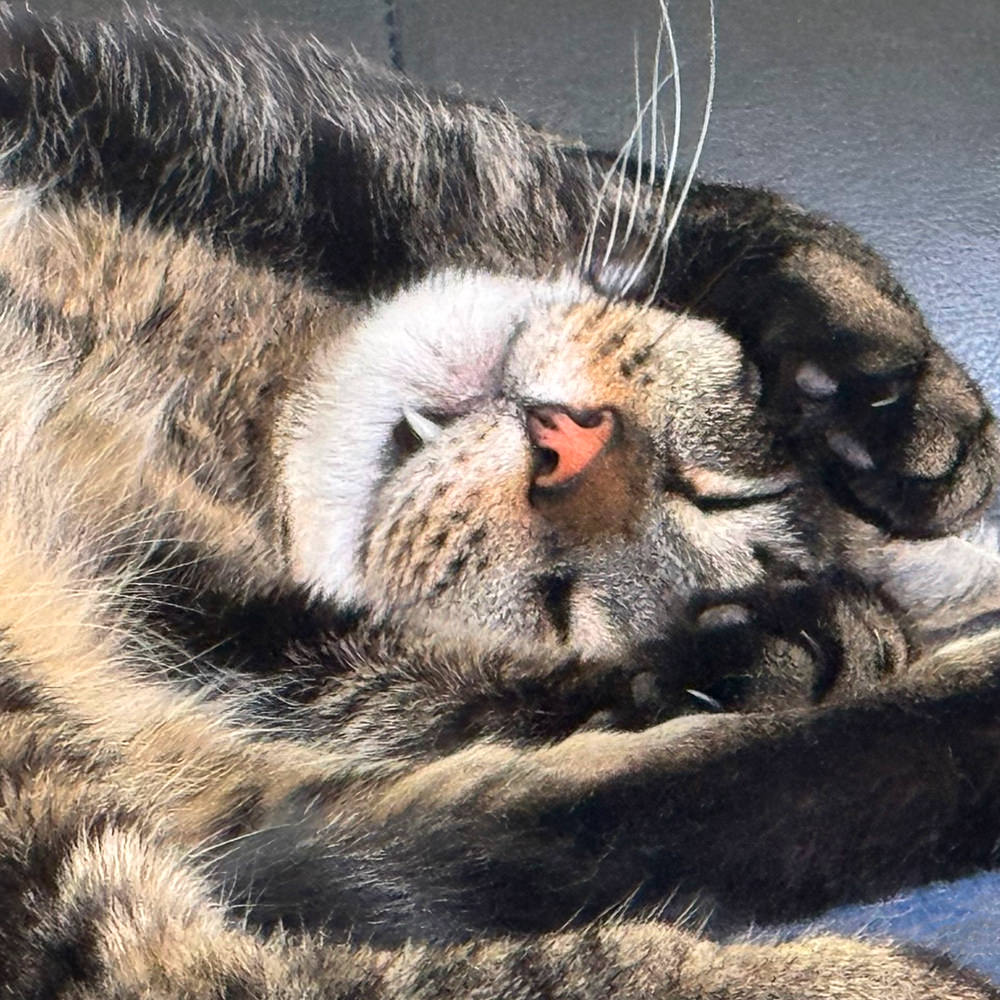 Jake sleeping upside-down with a snaggletooth hanging out.