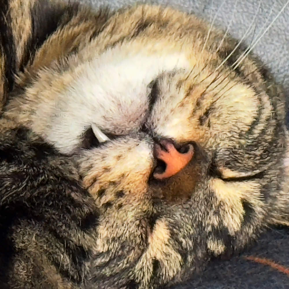 Jake asleep with one tooth hanging out of his mouth.