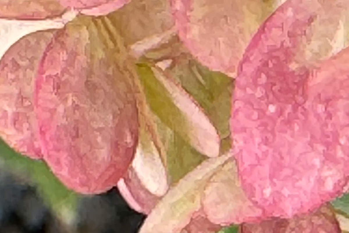 A blocky zoom-in on a iPhone 15 Pro Max photo.