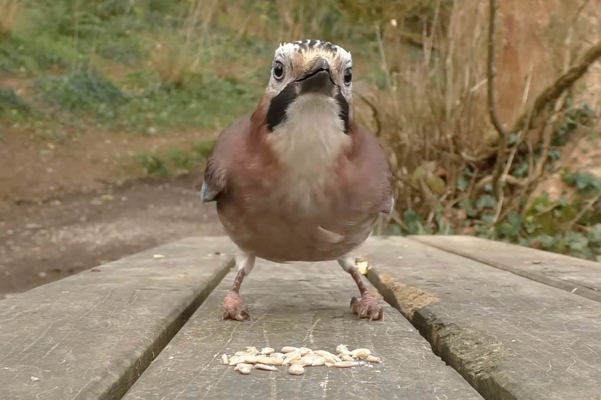 A birb looking at you in front of some birb seed!