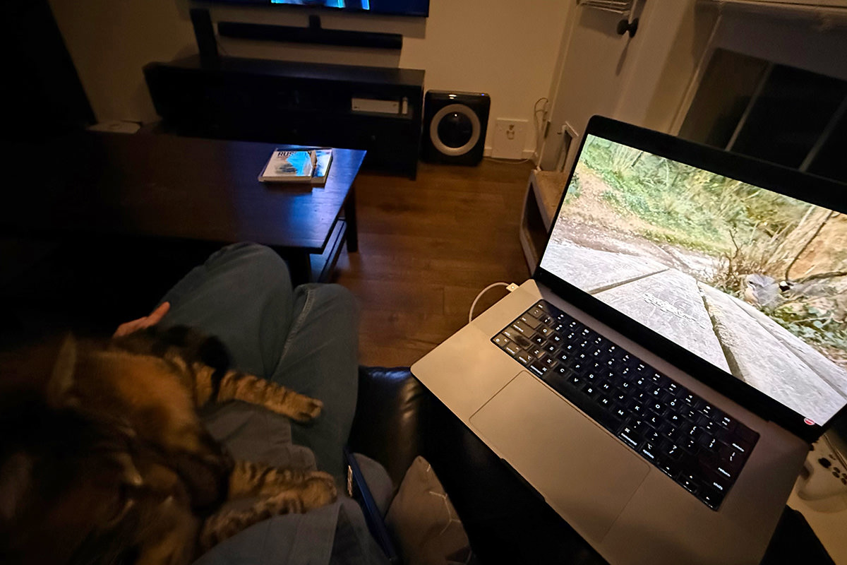 Jake on my lap while a bird video plays.