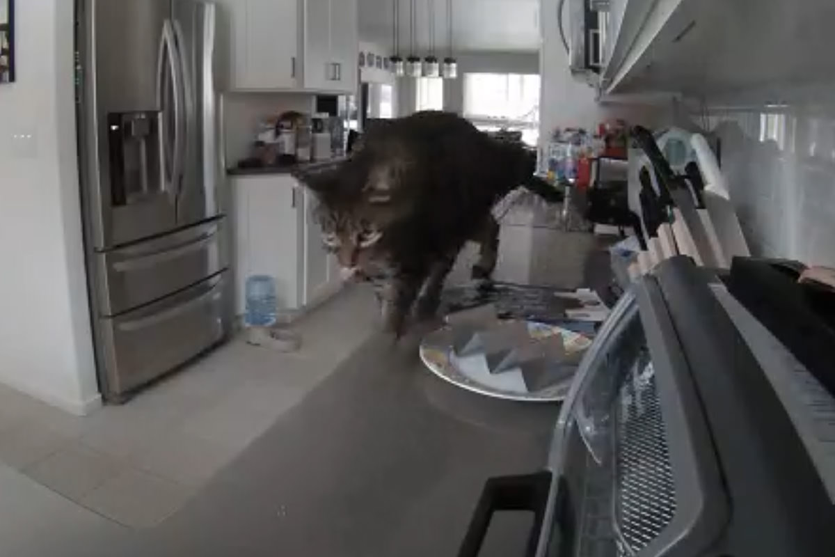 Jake walking on the countertops