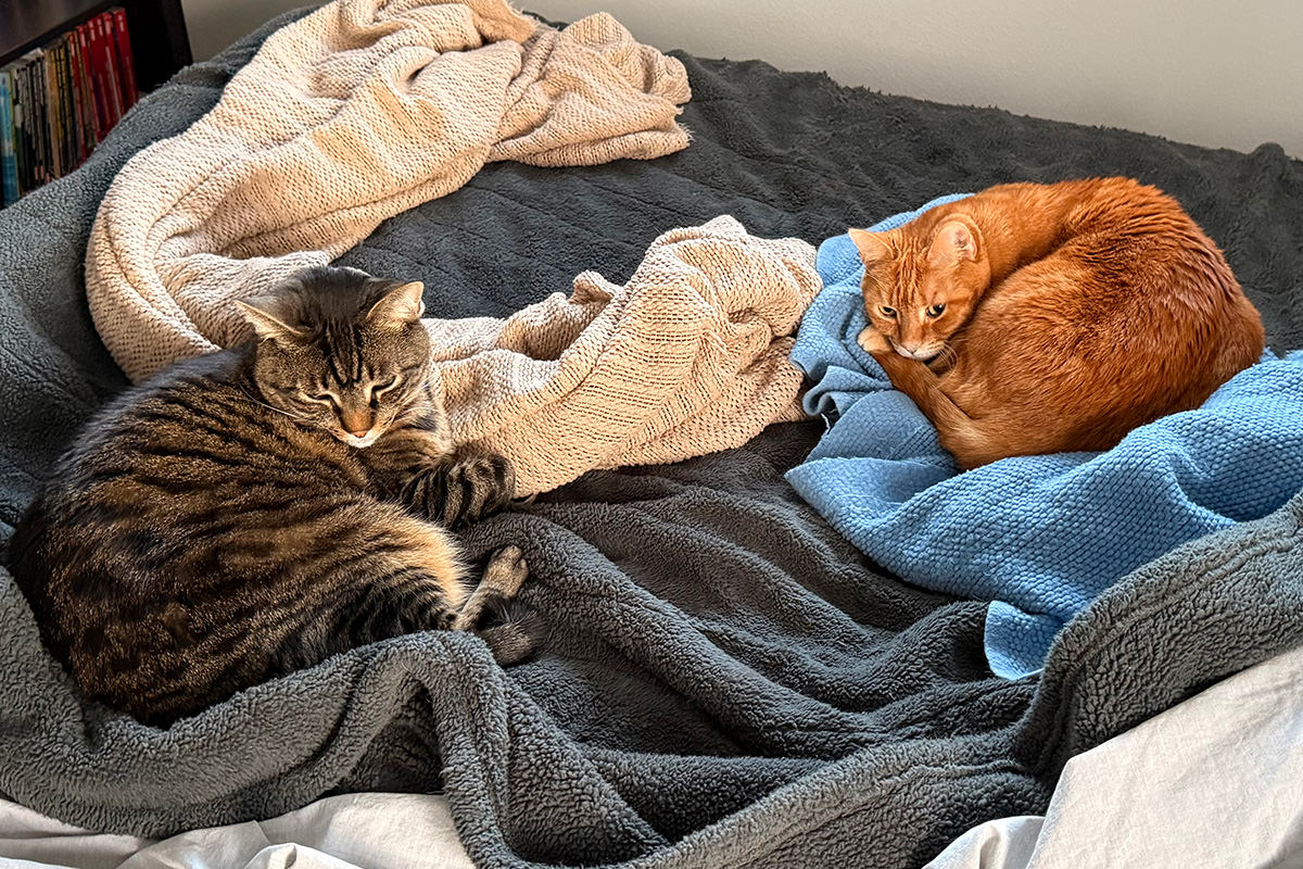 Jake and Jenny on my messy bed.