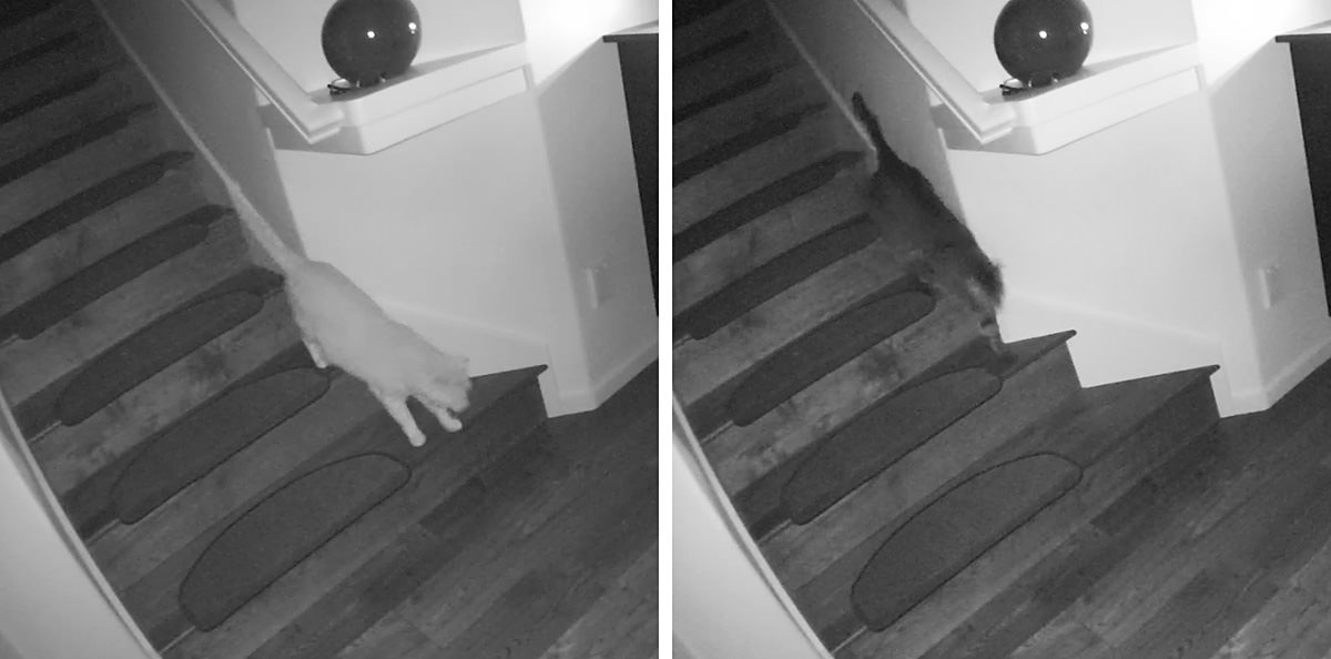 Cats running down stairs.