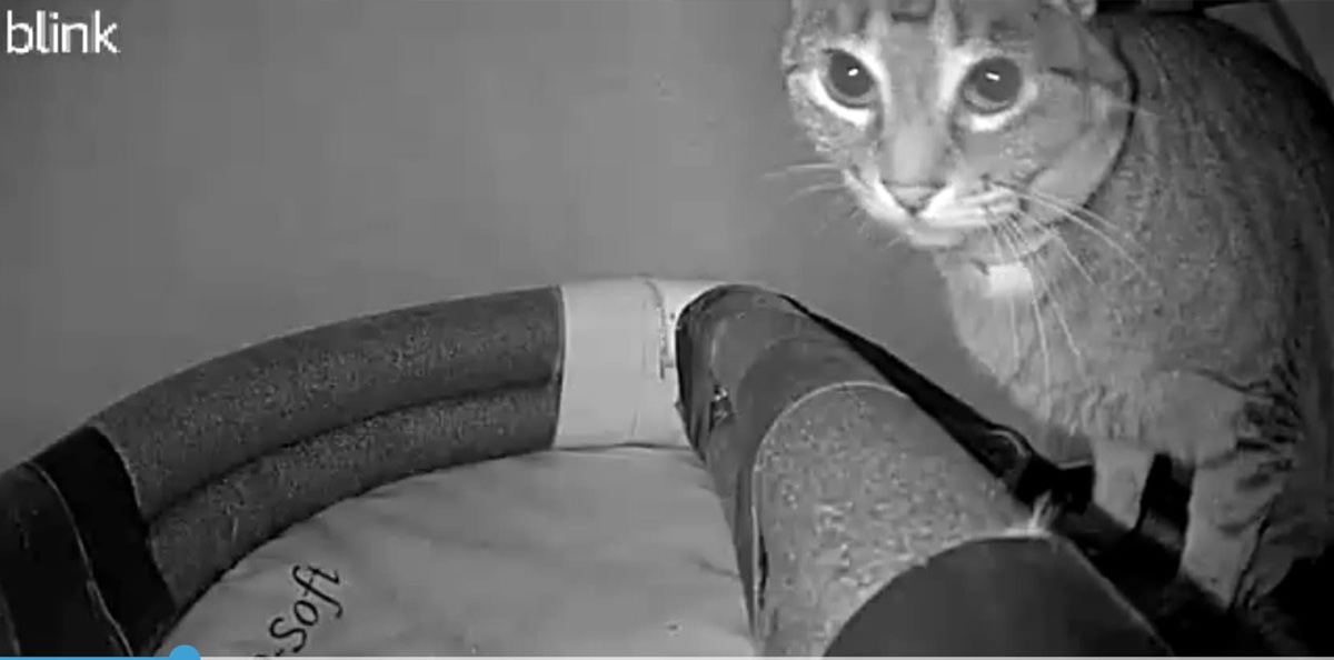 A cat in the kitty igloo caught on the kitty cam.